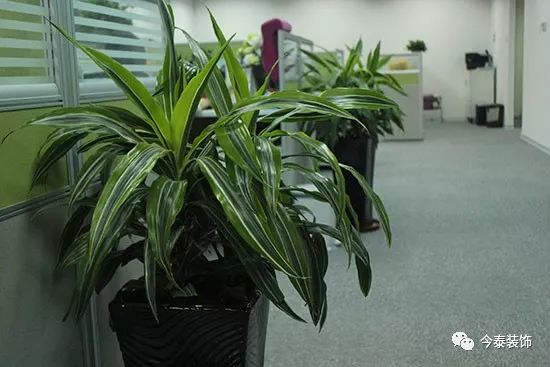 羨慕“別人家的”公司？這種逼格你的公司也有(圖2)